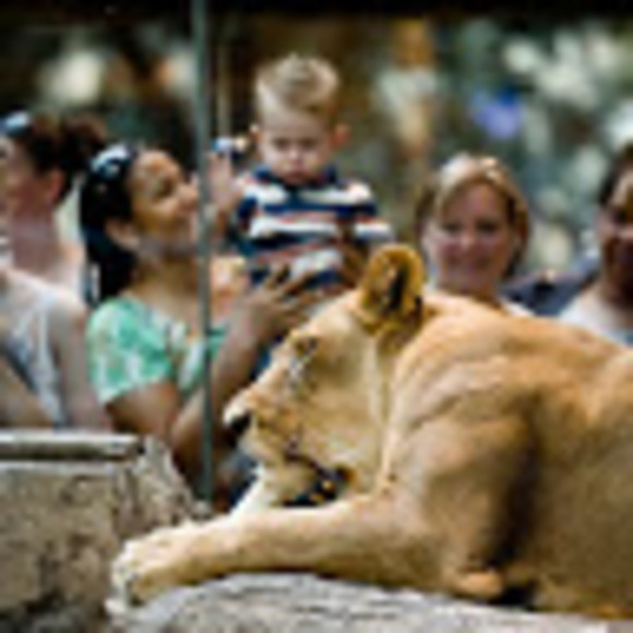 Meet your Posher, Chadwick - Picture 1 of 1